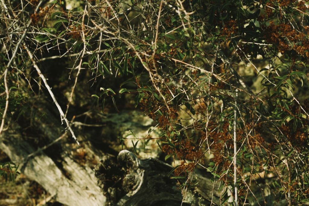 Crafting Captivating Headlines: Your awesome post title goes here A close-up view of dense, dry branches and foliage in a forest setting, capturing the natural texture.