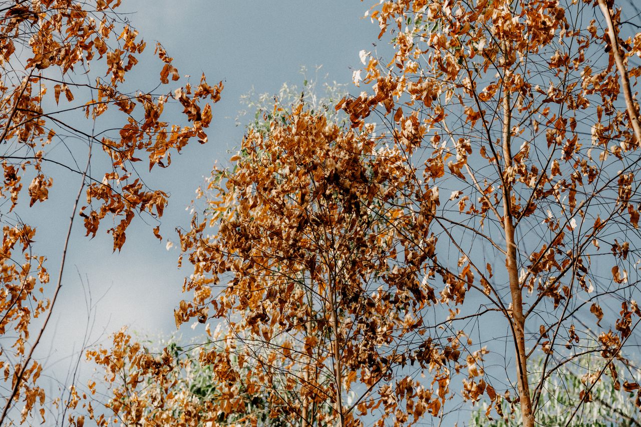 Mastering the First Impression: Your intriguing post title goes here From below of thin tree branches with orange foliage growing in woods under blue cloudless sky in sunny day in park