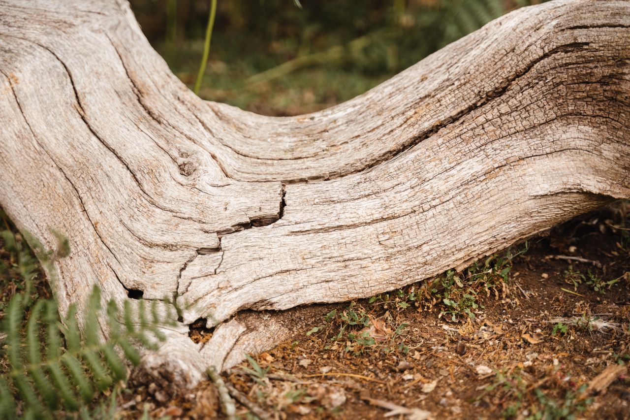 The Art of Drawing Readers In: Your attractive post title goes here Old shabby thick log with cracks placed on ground with green leaves in wild nature on blurred background in summer day